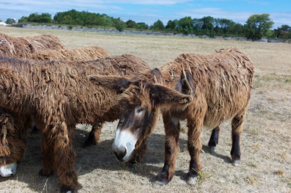 Leica M9; 35mm; ISO 160