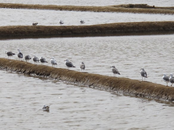 Salt pan at Tavira (Canon G12)