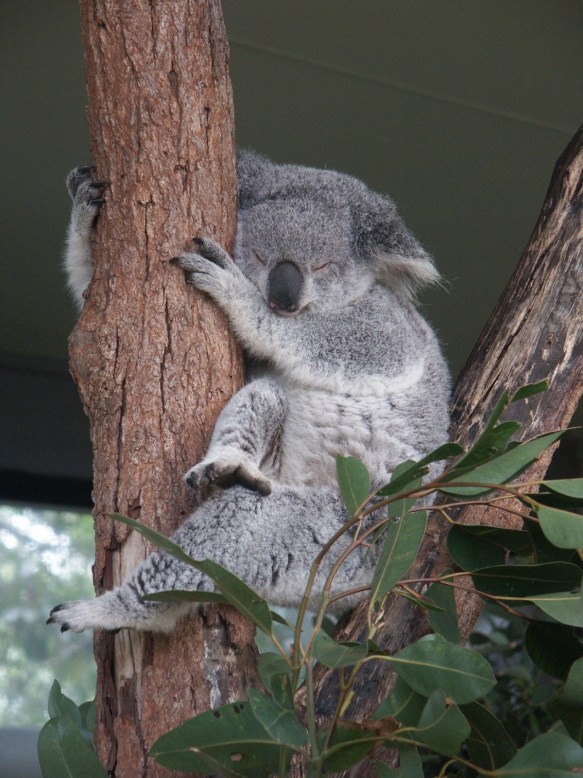 161003-3Taronga Zoo4