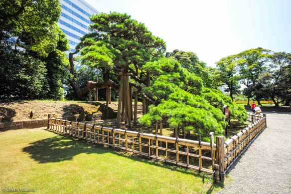 Hama-Rikyu Onshi Teien: 300 Years old Pine