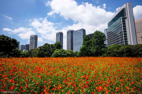 Hama-Rikyu Onshi Teien
